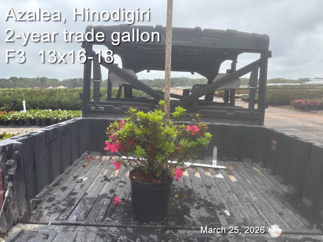 gallery/hino2yf f3 mar25.jpg